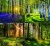 Naptár, fali, DAYLINER, "Forest"